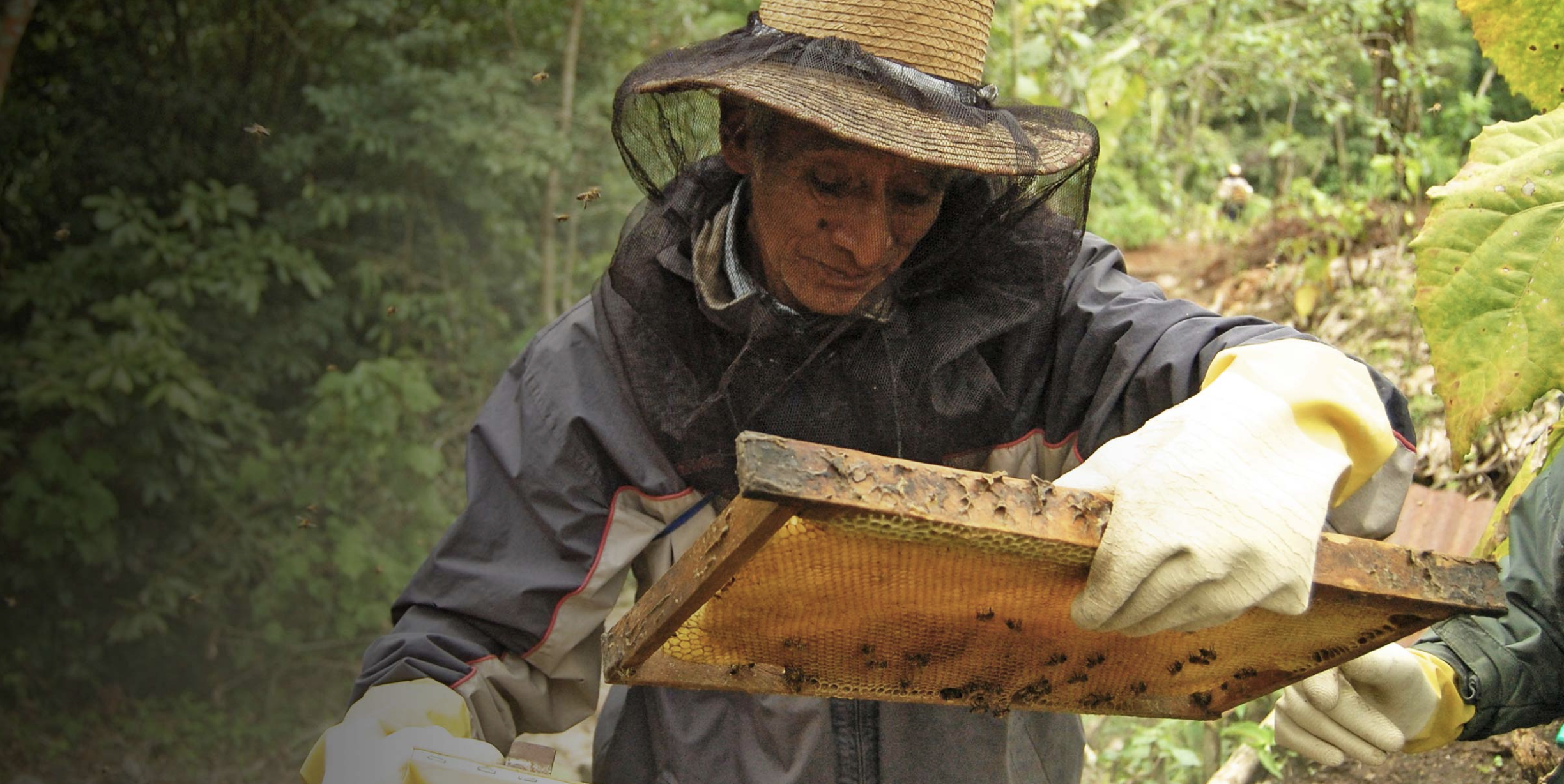 A person in protective clothing inspects a honeycomb frame from a beehive in a forested area.